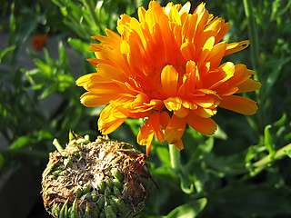 Image showing Orange Flower