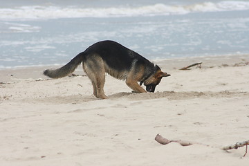 Image showing Strandgrabung Beach excavation 