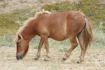 Image showing braunes Shetland Pony Brown Shetland pony 