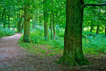 Image showing Lovers lane in beech forest