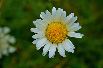 Image showing Marguerite flower