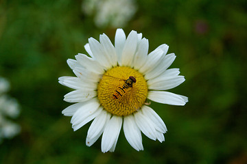 Image showing Flower, close-up of marguerite