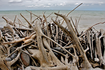 Image showing Driftwood on the beach