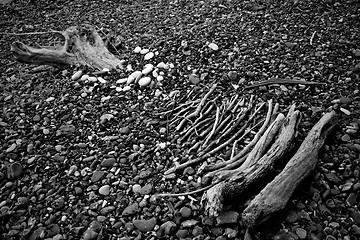 Image showing Stones and wooden sticks on a pebble beach