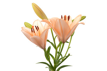 Image showing Lilies