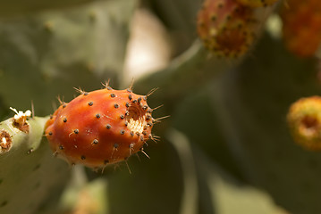 Image showing Prickly pear