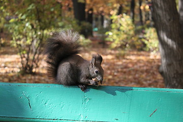 Image showing squirrel