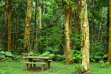 Image showing forest