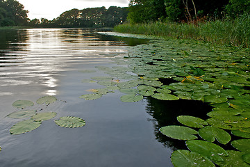 Image showing Lake with waterlilies