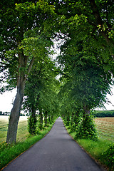 Image showing Avenue of trees