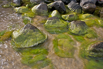 Image showing Stones on water's edge with green algae (seaweed)