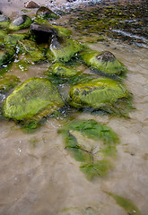 Image showing Rocks on the beach covered with seaweed ( algae)