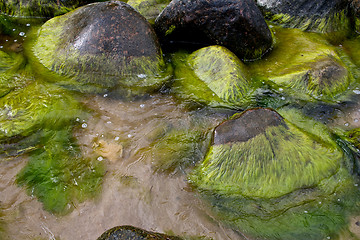 Image showing Green seaweed (algae) on rocks 