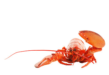 Image showing Lobster Hello