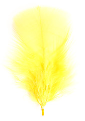 Image showing yellow feather 