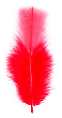 Image showing red feather