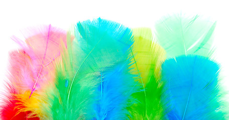 Image showing feathers