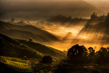 Image showing Cameron Highland Tea Plantation