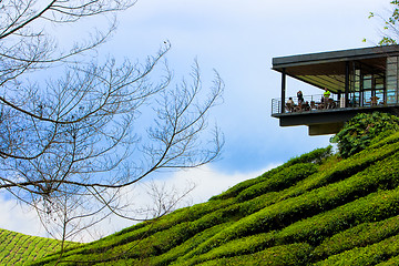 Image showing  Cameron Highland Tea Plantation