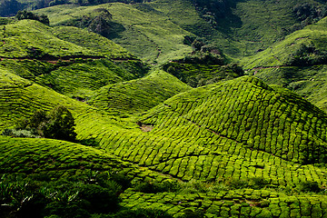 Image showing Cameron Highland Tea Plantation