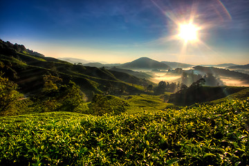 Image showing Cameron Highland Tea Plantation