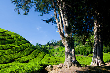 Image showing Cameron Highland Tea Plantation