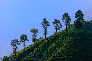 Image showing Cameron Highland