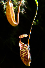 Image showing Nepenthes Alata Flower or Pitcher Plant