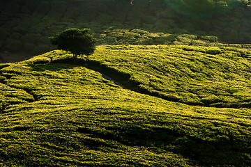 Image showing Cameron Highland Tea Plantation