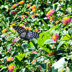 Image showing Butterfly Unbounted