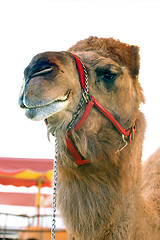 Image showing Circus camel.