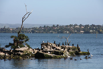 Image showing Bird colony