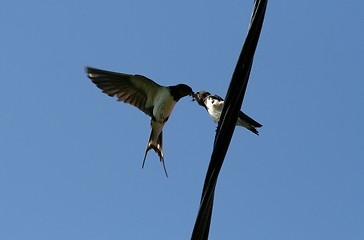Image showing Barn Swallow Feeding