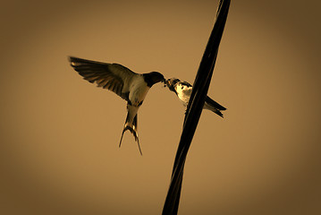 Image showing Barn Swallow Feeding