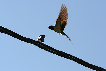 Image showing Barn Swallows