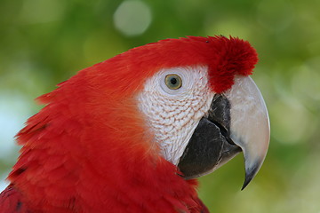 Image showing Scarlet Macaw