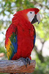 Image showing Scarlet Macaw