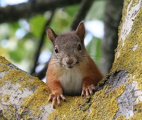 Image showing Squirrel