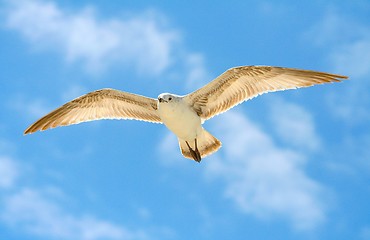 Image showing Ring-Billed Gull