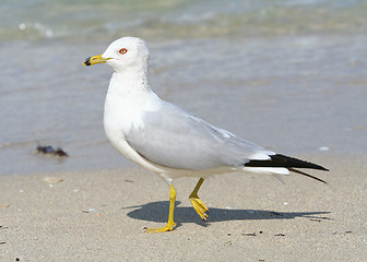 Image showing Ring-Billed Gull