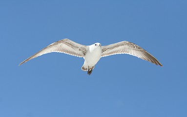 Image showing Ring-Billed Gull