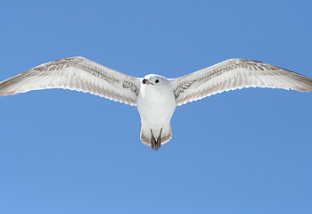 Image showing Ring-Billed Gull