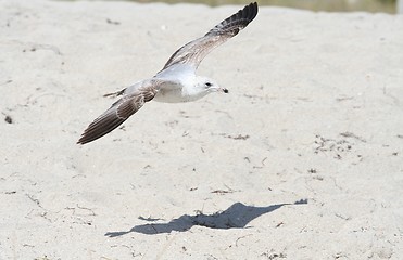 Image showing Ring-Billed Gull