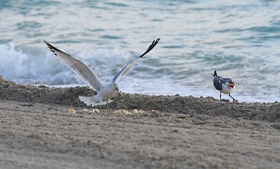 Image showing Feeding Place