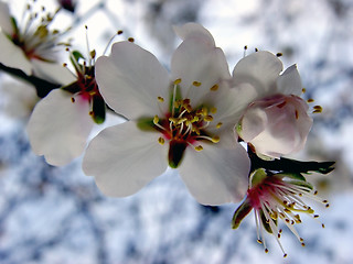 Image showing Apple Blossom