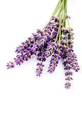 Image showing lavender flowers