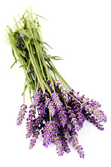 Image showing lavender flowers