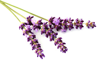 Image showing lavender flowers