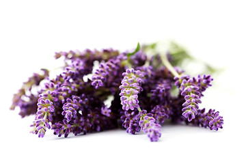 Image showing lavender flowers