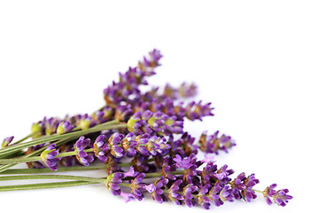 Image showing lavender flowers